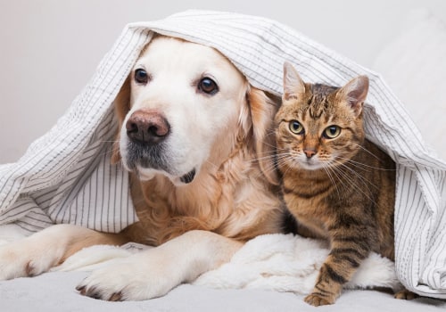 Ultimate Guide on How to Get Rid of Dog and Cat Pet Dander in House Through Dryer Vent Cleaning
